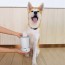 Συσκευή Καθαρισμού Ποδιών Σκύλου - Γάτας - Silicone Muddy Paws Cleaner